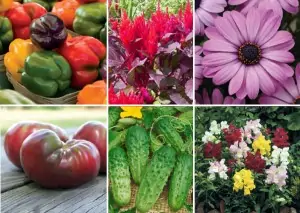 Spring Plant Sale