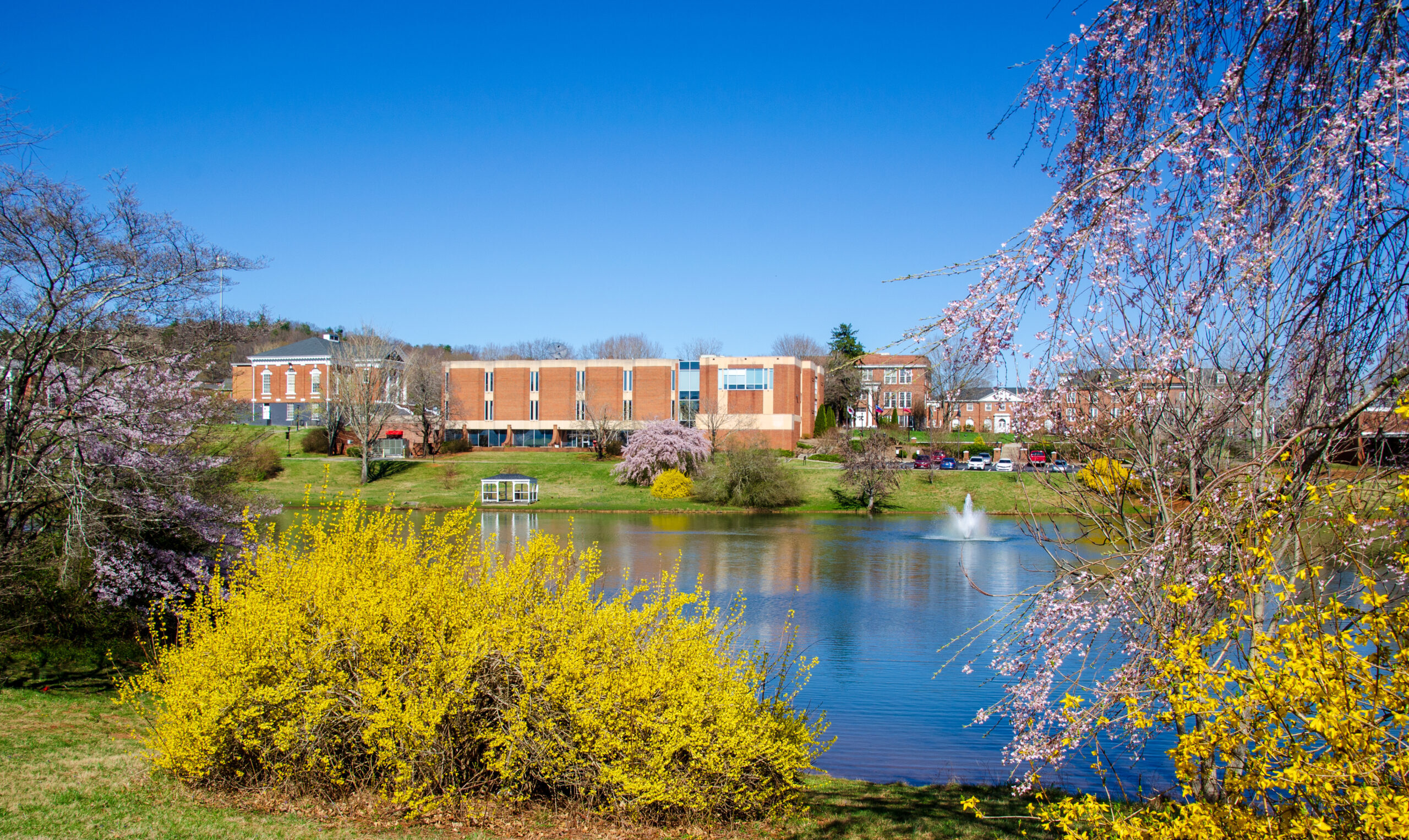 Adams pond in the spring with forsythia blooming in foreground, some tree branches, brick dorms in the background, and deep blue sky.