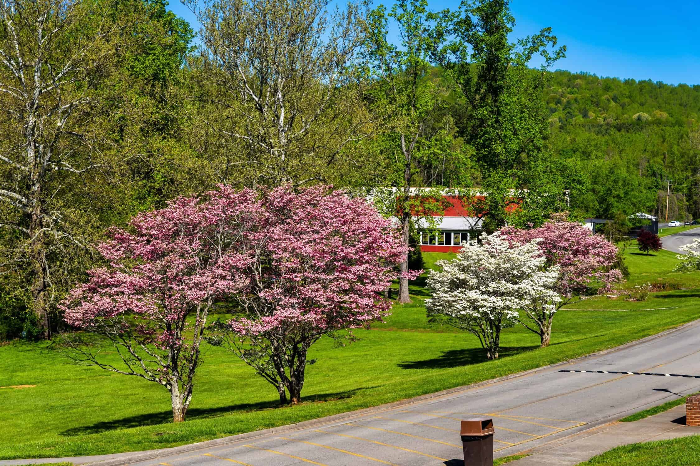 A campus road lined with blooming spring trees with mountains in the background.
