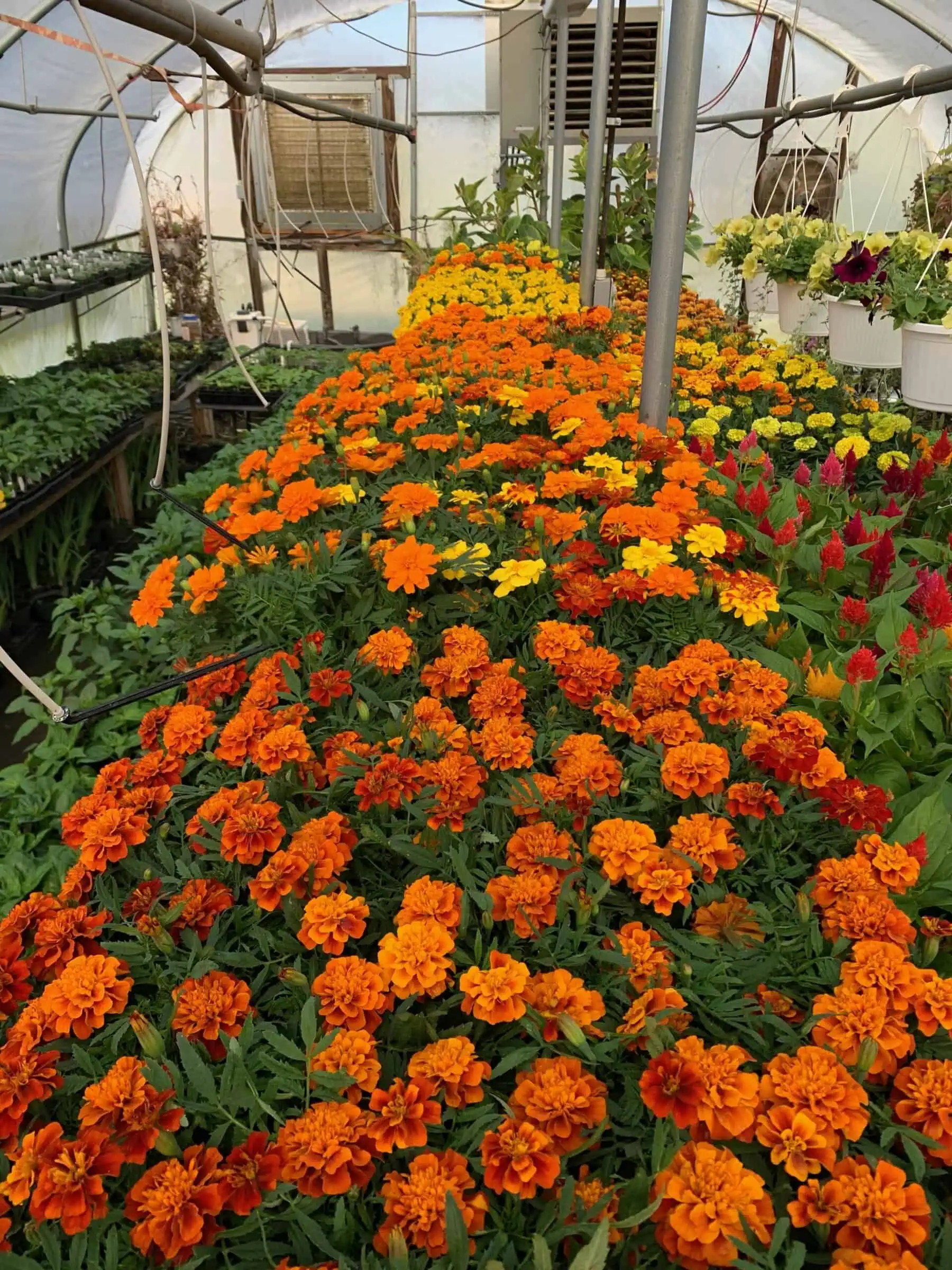 Thumbnail image for the Ferrum College Horticulture Program to Host Annual Spring Plant Sale on May 7, 2026