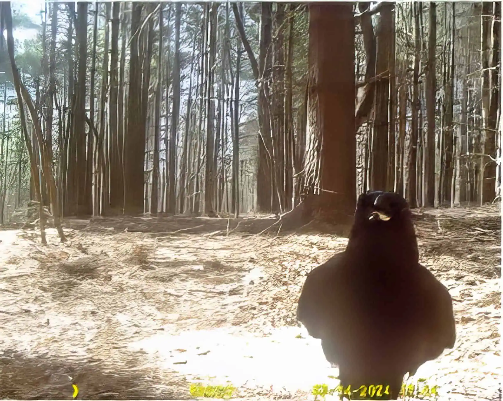 A crow checks out a wildlife camera in the woods