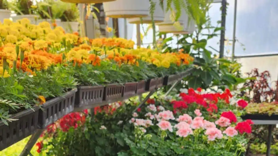 Thumbnail image for the Ferrum College Horticulture Program Hosts Annual Spring Plant Sale news item